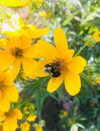 Bidens aristosa